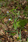 Spiderwort